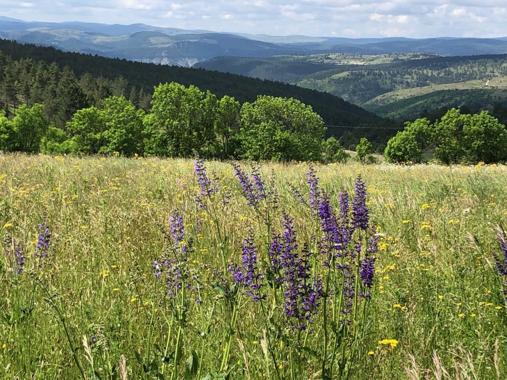 Paysage de Lozère